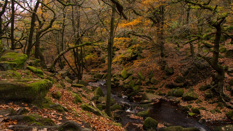 Padley Gorge through the trees at Longshaw, Burbage and the Eastern Moors, Derbyshire